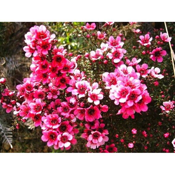 Manuka flower for honey.JPG.jpg