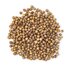 koriander_WEBSITE.jpg