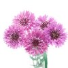 Kornblumen bio Kornblumen bio
